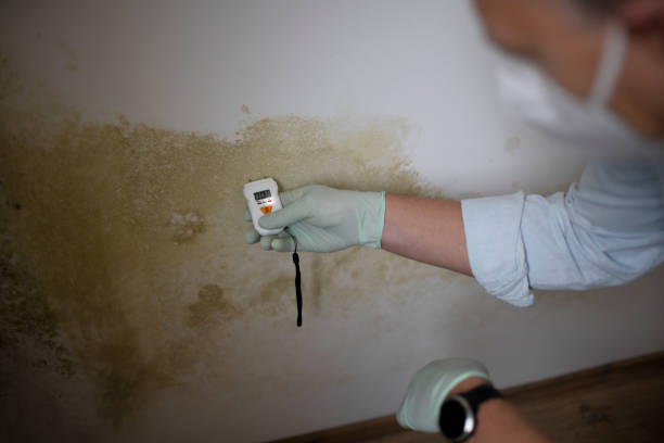 Best Commercial Mold Remediation in Montgomery, AL